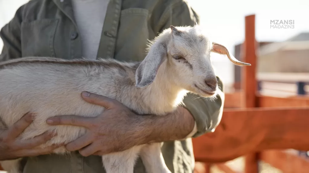 Exploring the Rich World of Goat Farming in South Africa