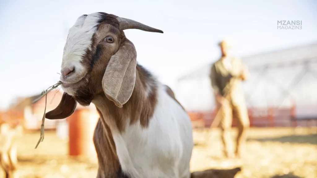 Exploring the Rich World of Goat Farming in South Africa