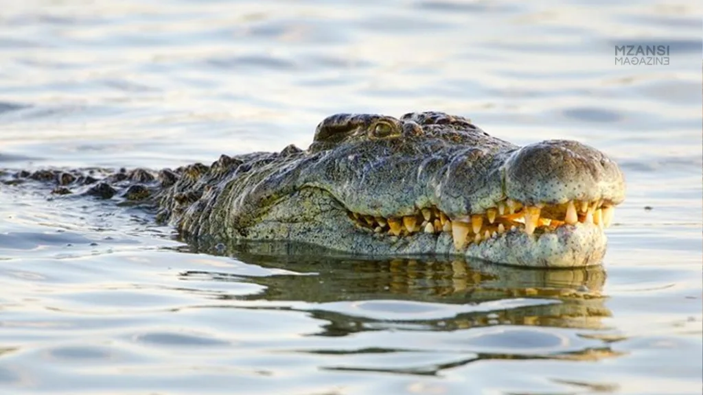 Starting a Profitable Crocodile Farm A Comprehensive Guide